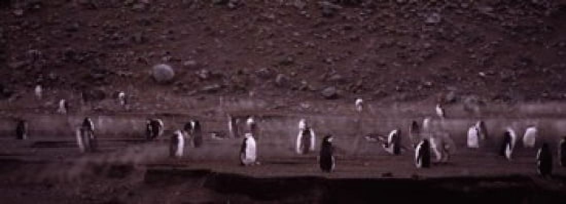 Penguins make their way to the colony Baily Head Deception Island South Shetland Islands Antarctica Canvas Art - Panoramic Images (18 x 7)