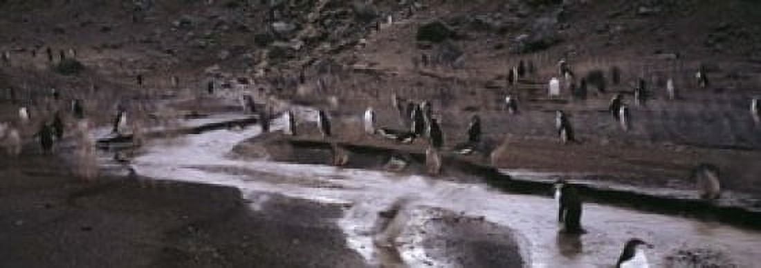 Penguins make their way to the colony Baily Head Deception Island South Shetland Islands Antarctica Canvas Art - Panoramic Images (18 x 7)