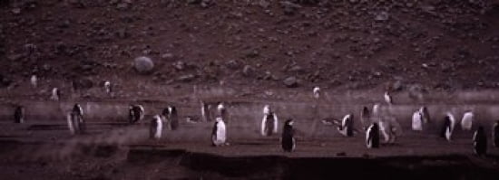 Penguins make their way to the colony Baily Head Deception Island South Shetland Islands Antarctica Canvas Art - Panoramic Images (36 x 13)