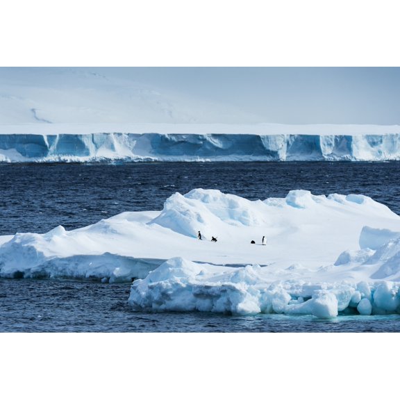 Penguins on an iceberg; Antarctica Poster Print by Deb Garside / Design Pics