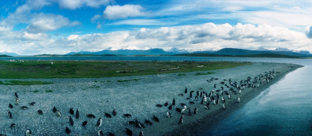 Penguins on the Beagle Channel near Ushuaia Tierra del Fuego Province Patagonia Argentina Canvas Art - Panoramic Images (14 x 30)