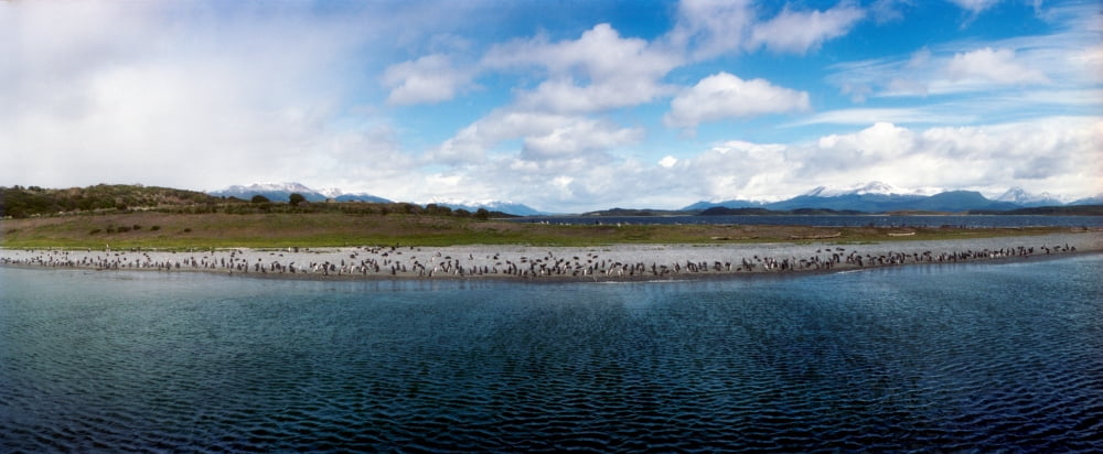 Penguins on the Beagle Channel near Ushuaia Tierra del Fuego Province Patagonia Argentina Canvas Art - Panoramic Images (6 x 15)