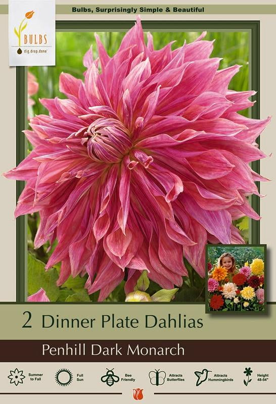Penhill Dark Monarch Decorative Dinnerplate Dahlia 2 Bulb Clumps