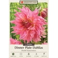 thumbnail image 1 of Penhill Watermelon Dinnerplate Dahlia - 2 Root Clumps - New!, 1 of 4