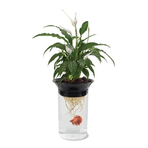 Penn Plax Aquaponic Betta Fish Plastic Tank, 0.5 Gallon