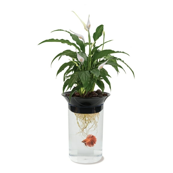 Penn Plax Aquaponic Betta Fish Plastic Tank, 0.5 Gallon