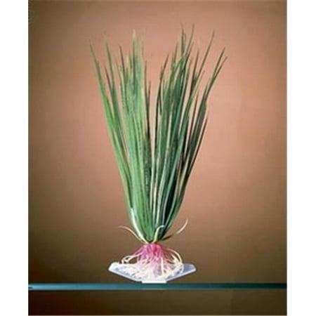 Penn Plax P16S Hairgrass Plant - Small