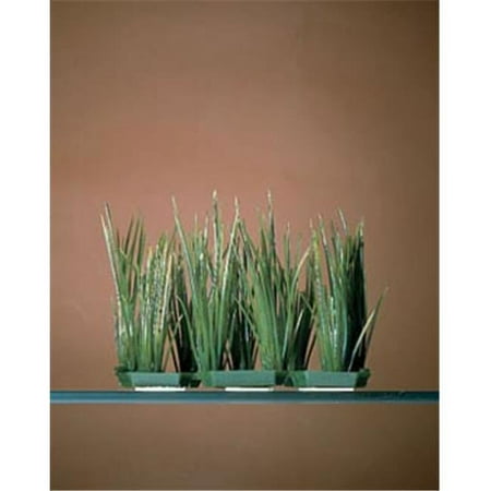 Penn Plax P35F6 Hair Grass 6 Pods Foregrounder - Green