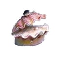 thumbnail image 1 of Penn-Plax Tropical Clam Air Aquarium Ornament White, Pink 1ea, 1 of 3