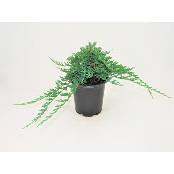 Pennington Blue Rug Juniper Creeping Evergreen Live Shrub in 1-Gallon Grower Pot