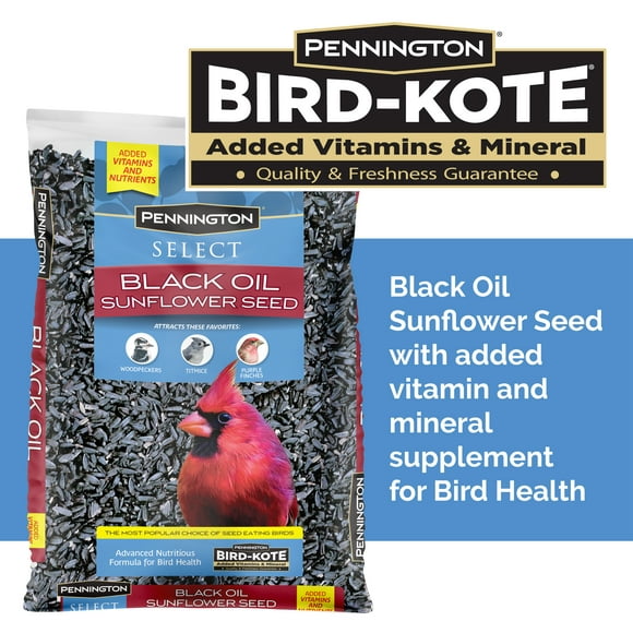 Pennington Select Black Oil Sunflower Seed Dry Wild Bird Feed, 10 lb. Bag, 1 Pack