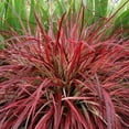thumbnail image 1 of Pennisetum-Fireworks - 8" Jumbo Pot (Annual), 1 of 1