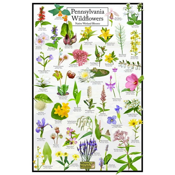 Pennsylvania Wildflowers Poster - Native Wetland Blooms - Educational Science Chart of Arkansas Flowers