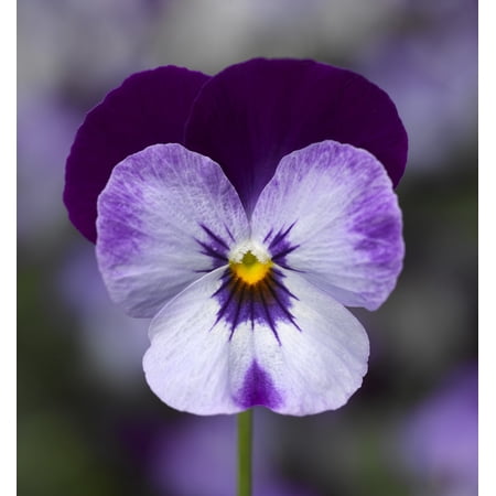 Penny Denim Jump Up Violet - Quart Pot - Viola - Perennial