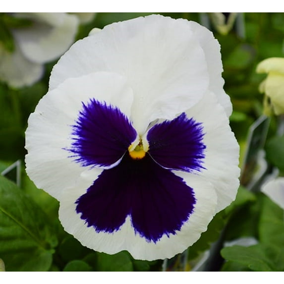 Penny White Blotch Violet 20 Seeds-Viola- Shade Perennial