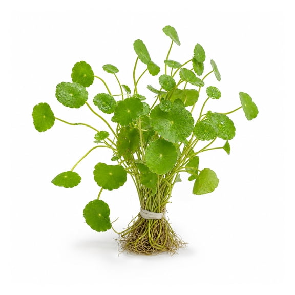 Canton Aquatics Brazilian Pennywort Live Aquarium Plant, 1 Bunch, 5-8 Inch Stems