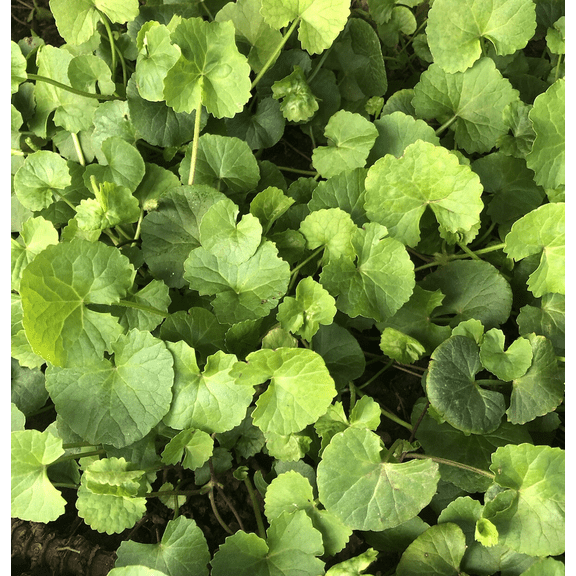 Pennywort Gotu Kola Plant Large Leaf Centella Plant, Size Gallon Pot, No Pot