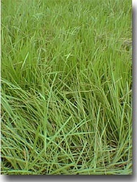 Dibbs Seed Pensacola Bahia Grass Seed, 10 lb - Ideal for Lawn and Pasture