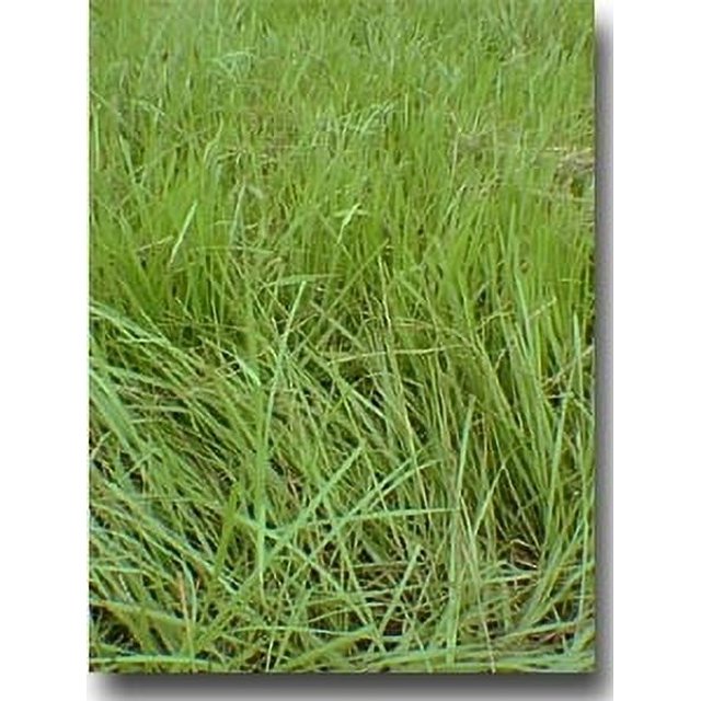 Pensacola Bahia Bulk Grass Seed (Coated) 50 Lbs, Best for Full Sun