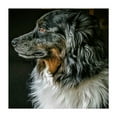thumbnail image 1 of Pensive Pooch - Bellingham Washington Photography Dog Animal Wildlife Portrait Nature Unframed Wall Art Print 30 x 30 inches, 1 of 9
