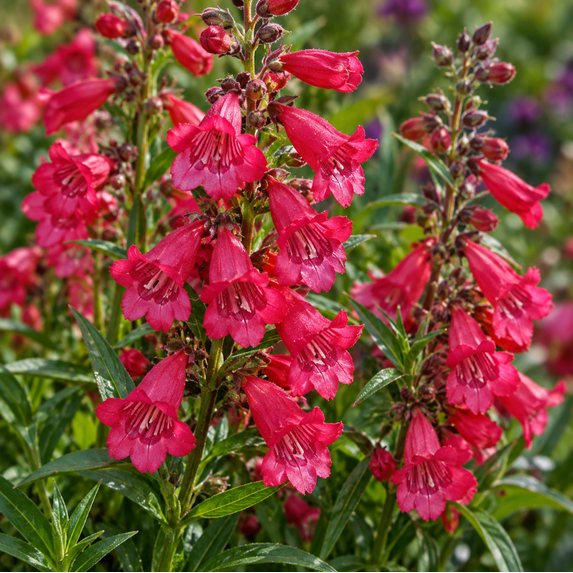 Penstemon Harlequin Red Imp Plug 2-4 Inch Tall, Penstemon Flower, Red ...