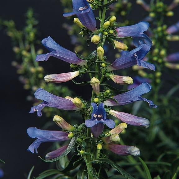 Penstemon Heterophyllus Electric Blue Drought Tolerant Garden Plant Seeds - 50 Seeds