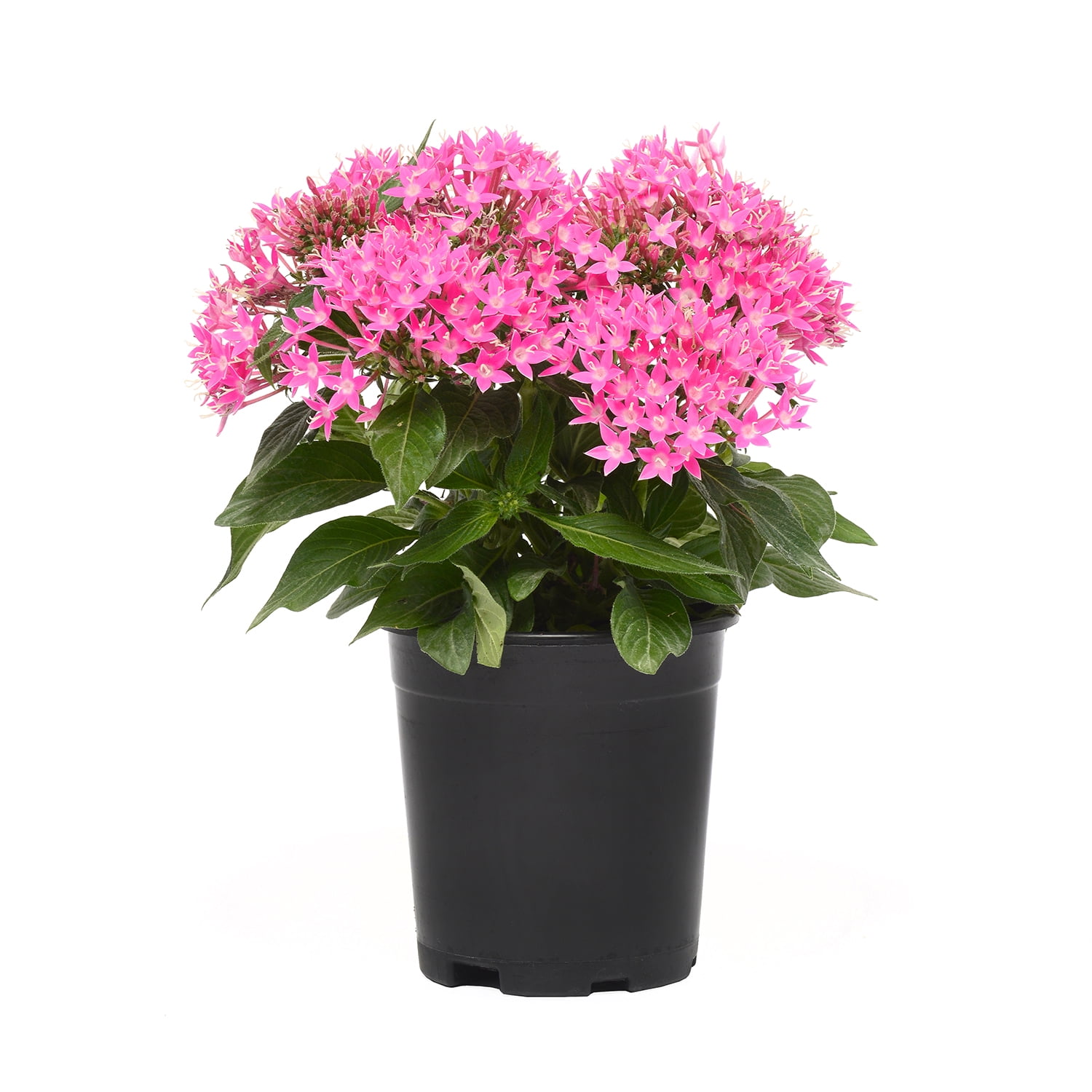 Flowering Pink Pentas, 1 Gal Pot, Flowers for Garden, Live Plant