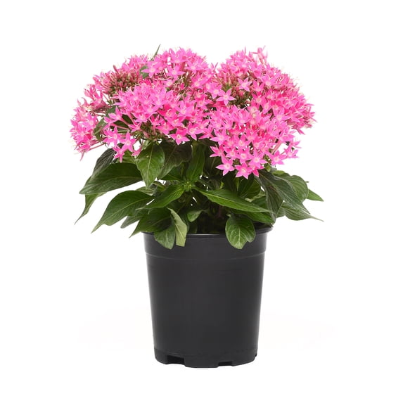 Pentas Pink| 2.5 QT Grow Pot| Direct Sunlight| Flowering Plant| By Altman Plants