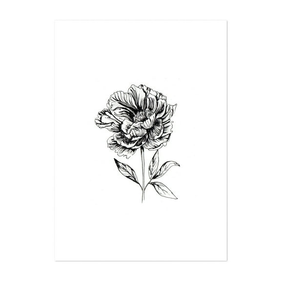 Peonia Flower - Drawing Line Art Black and White Floral Botanical Flowers Minimalist Nature Unframed Wall Art Print 5 x 7 inches