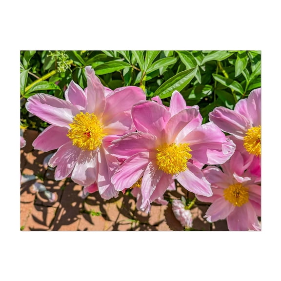 Peonies in the Bright Sunshine on a Spring Day - York Pennsylvania Photography Floral Flowers Botanical Garden Nature Summer Scenic Unframed Wall Art Print 24 x 32 inches