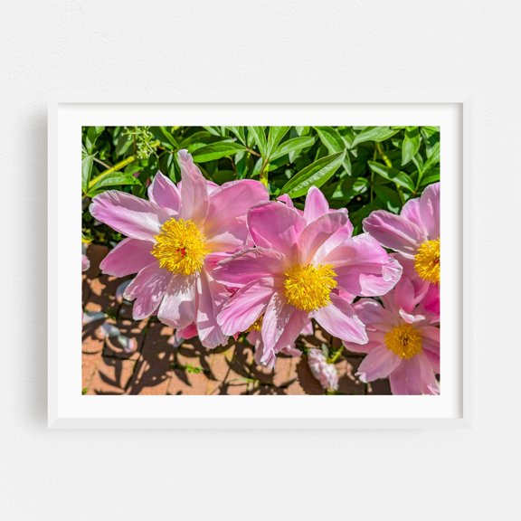 Peonies in the Bright Sunshine on a Spring Day - York Pennsylvania Photography Floral Flowers Botanical Garden Nature Summer Scenic White Framed Wall Art Print 5 x 7 inches