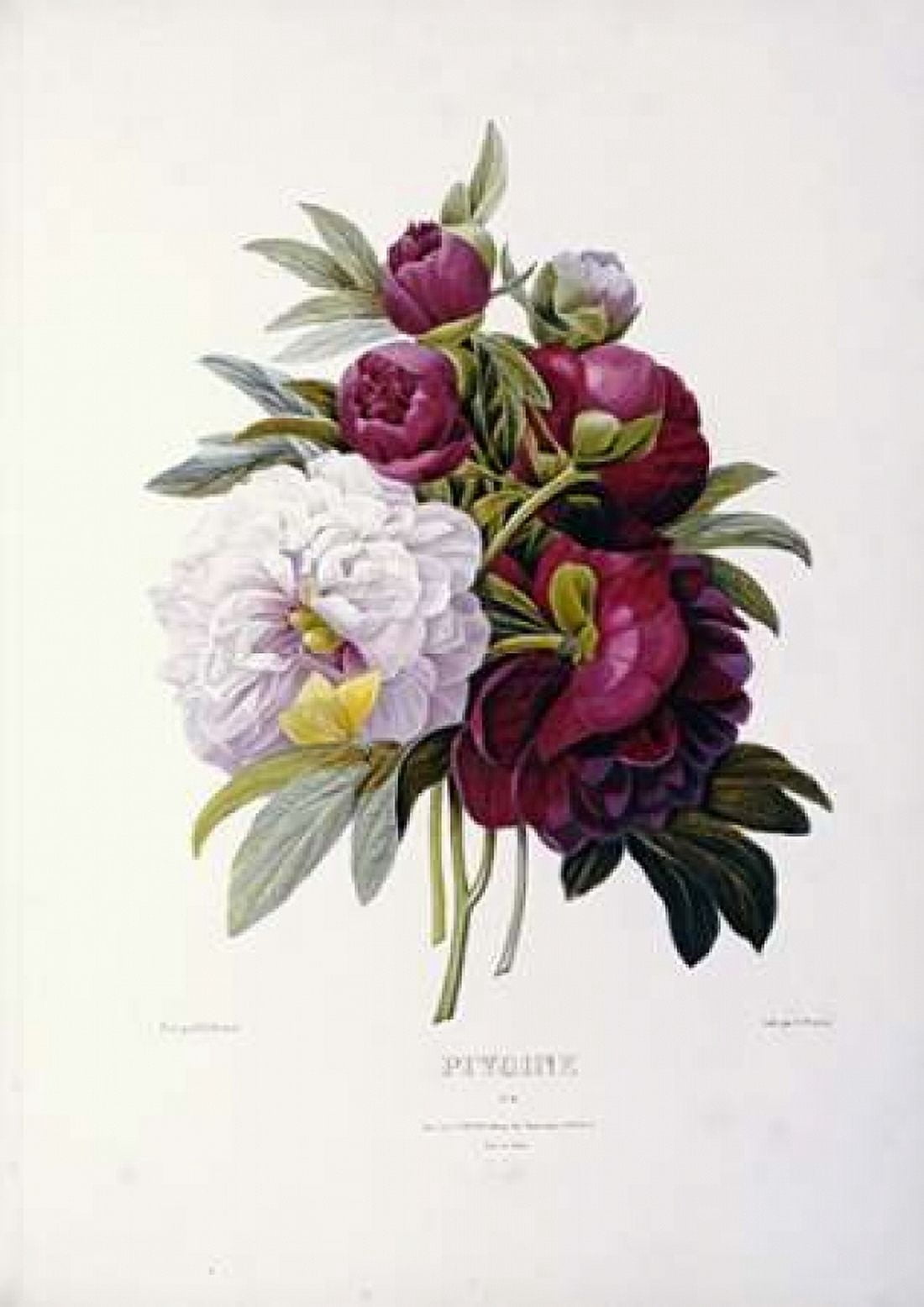 Peonies Canvas Art - Pierre Joseph Redoute (20 x 28)