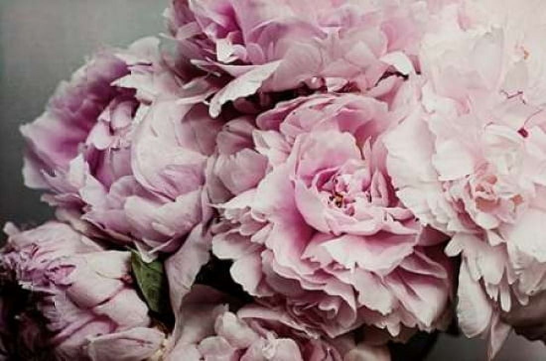 Peonies Galore II Canvas Art - Elizabeth Urquhart (24 x 36)