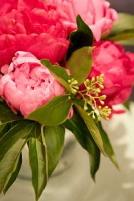 Peonies I Canvas Art - Karyn Millet (12 x 18)