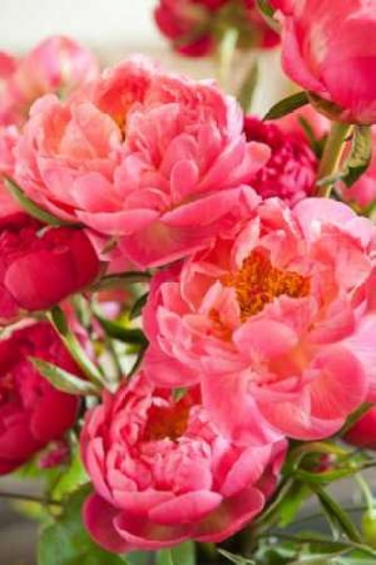 Peonies II Canvas Art - Karyn Millet (12 x 18)