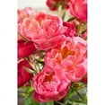 thumbnail image 1 of Peonies II Poster Print by Karyn Millet, 1 of 2