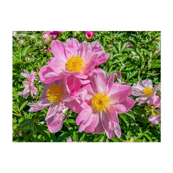 Peonies on a Late Spring Afternoon - York Pennsylvania Photography Flowers Floral Garden Nature Botanical Summer Scenic Unframed Wall Art Print 20 x 28 inches