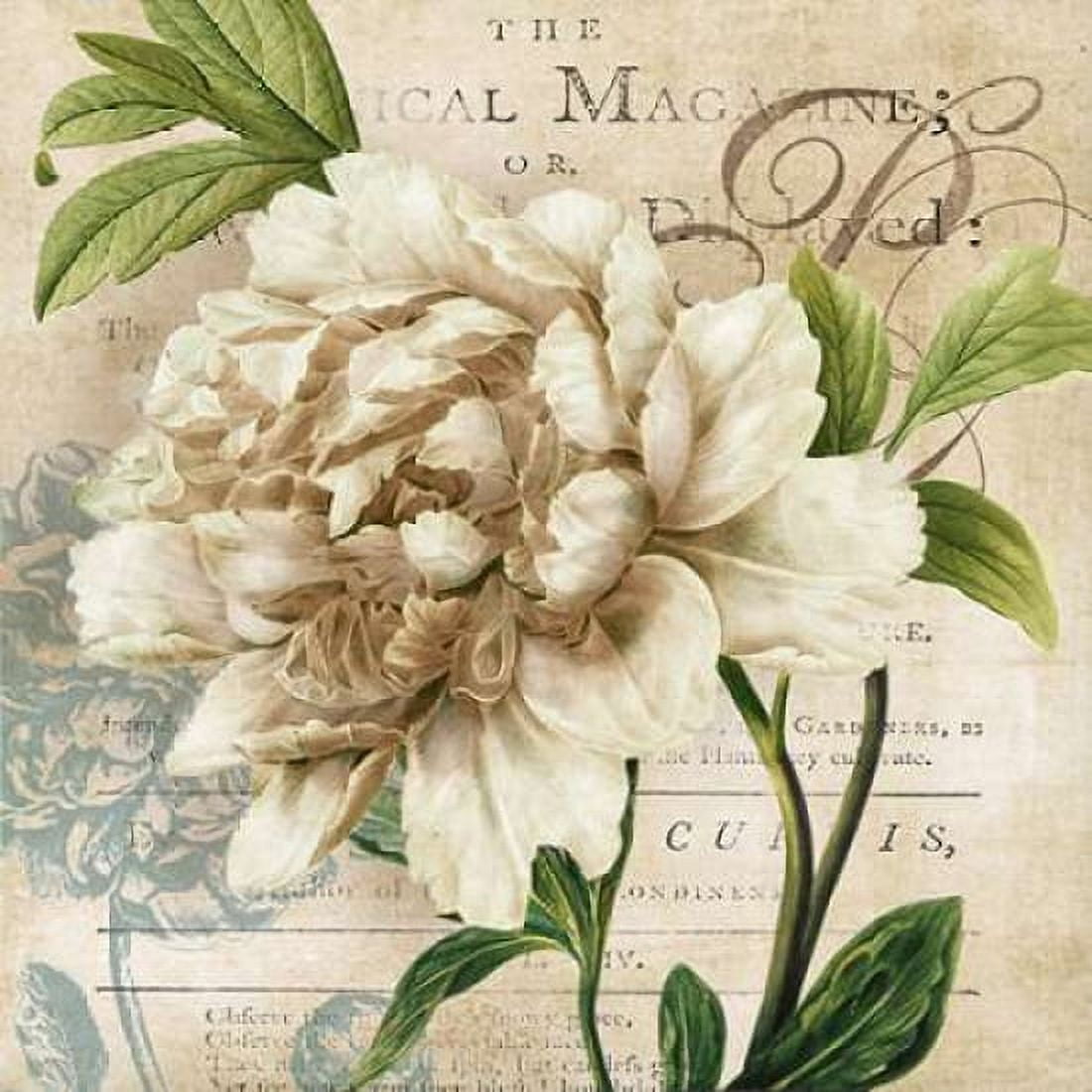 Peony Botanical Canvas Art - Carol Robinson (24 x 24)