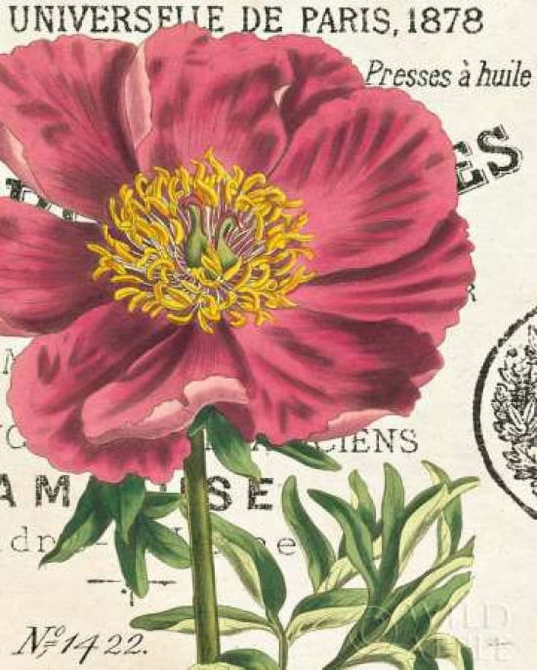 Peony Botany Canvas Art - Sue Schlabach (24 x 30)