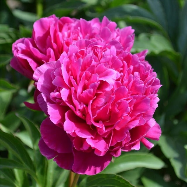 Peony Bulbs, Adapt To Various Environments, Peony Plants Live,Beautiful ...