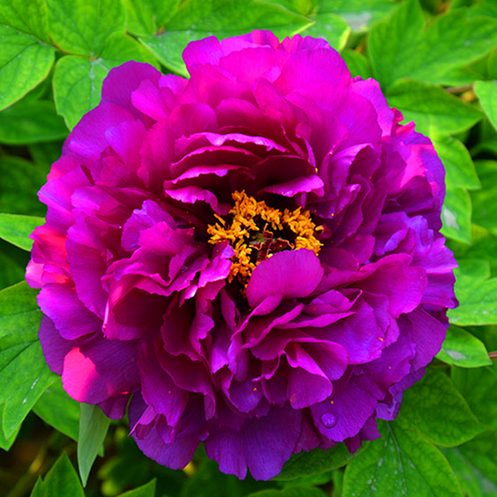 Peony Bulbs, Beautiful Fresh Cut Flowers.Making Them A Versatile,Long