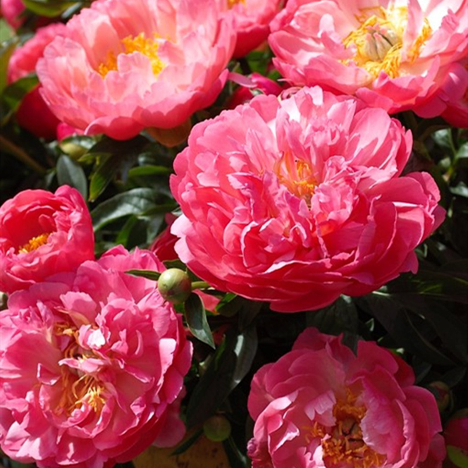 Peony Bulbs, Beautiful Fresh Cut Flowers. Making Them A Versatile,Long