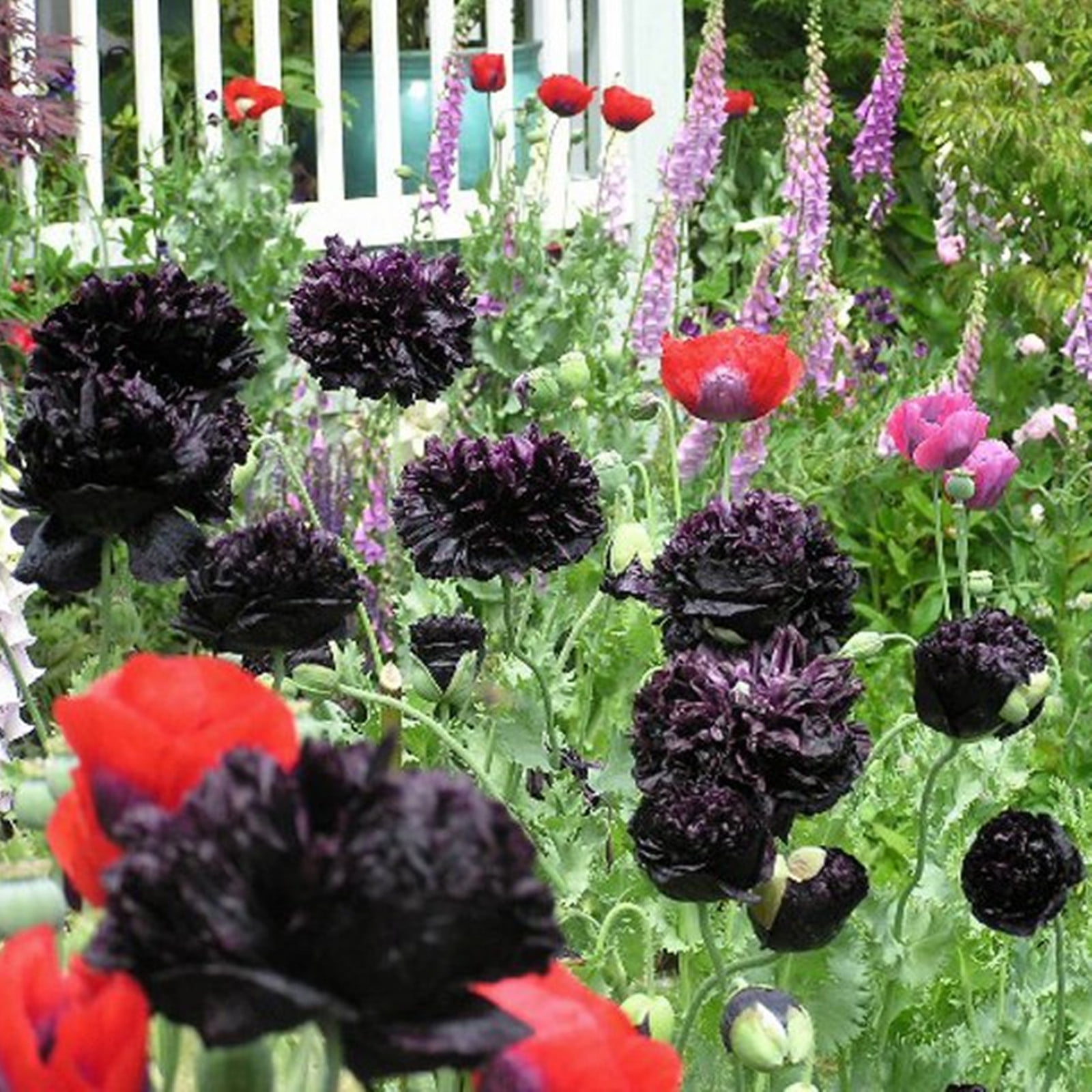 Peony Bulbs,Beautiful Fresh Cut Flowers.Peony Tubers, Peony Plant,Peony