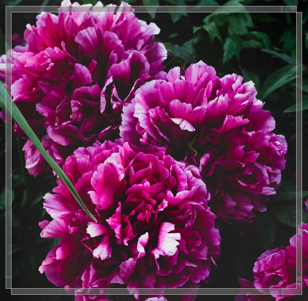 Peony Bulbs, Peony Flowers,Adapt To Various Environments, Peony Plants