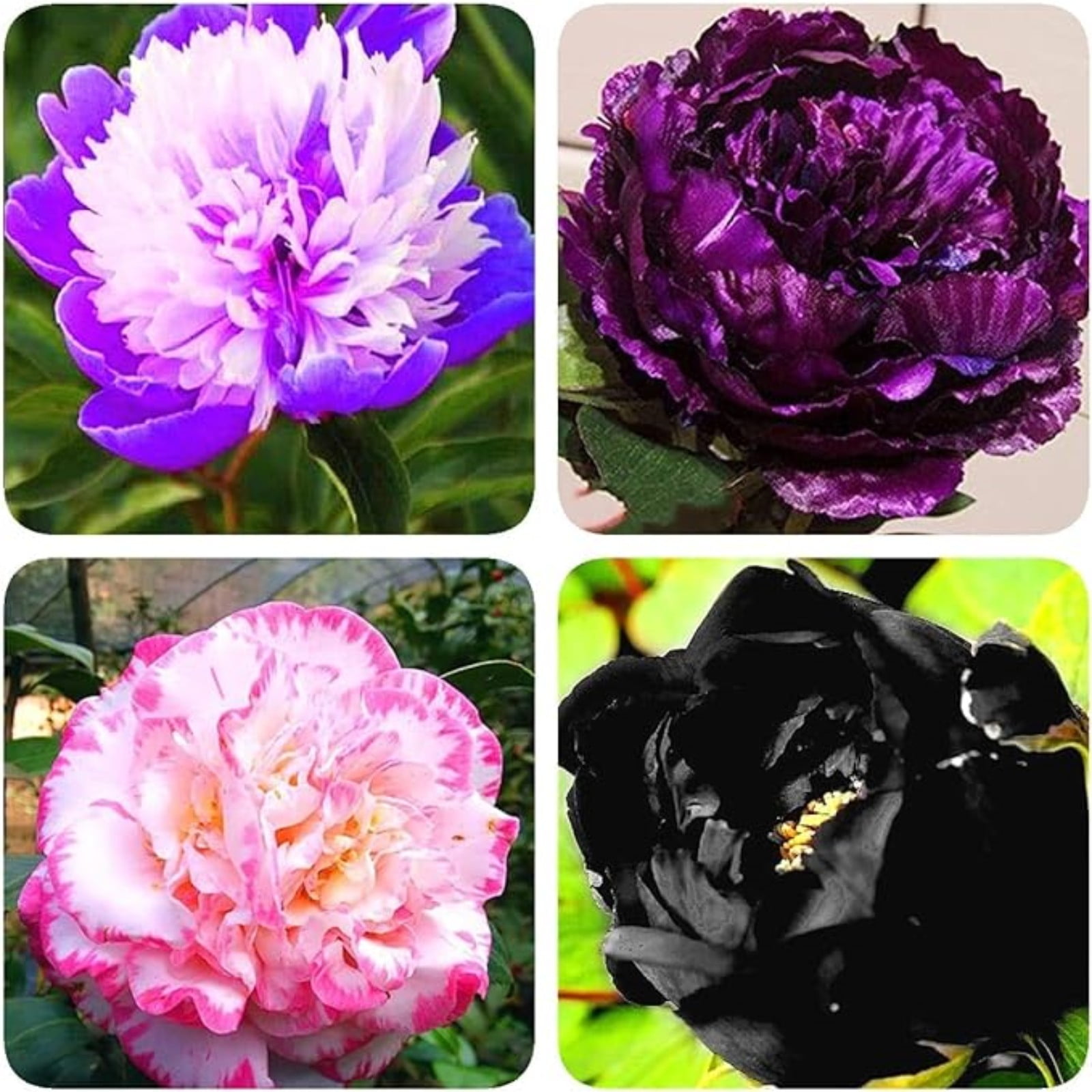 Peony Bulbs For Planting,Iridescent,Peony Plants For Garden Ready To