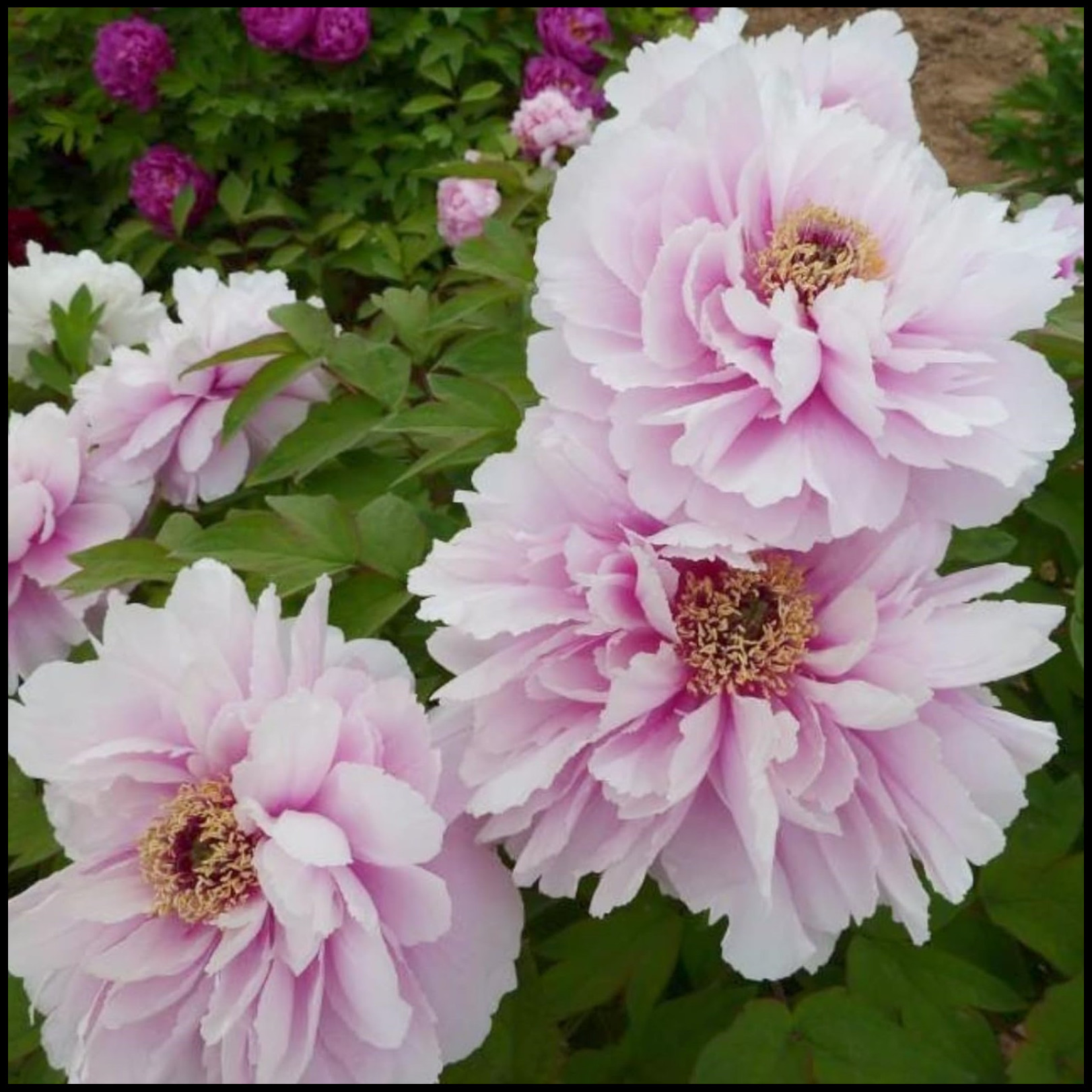 Peony Bulbs For Planting,Iridescent,Peony Plants For Garden Ready To