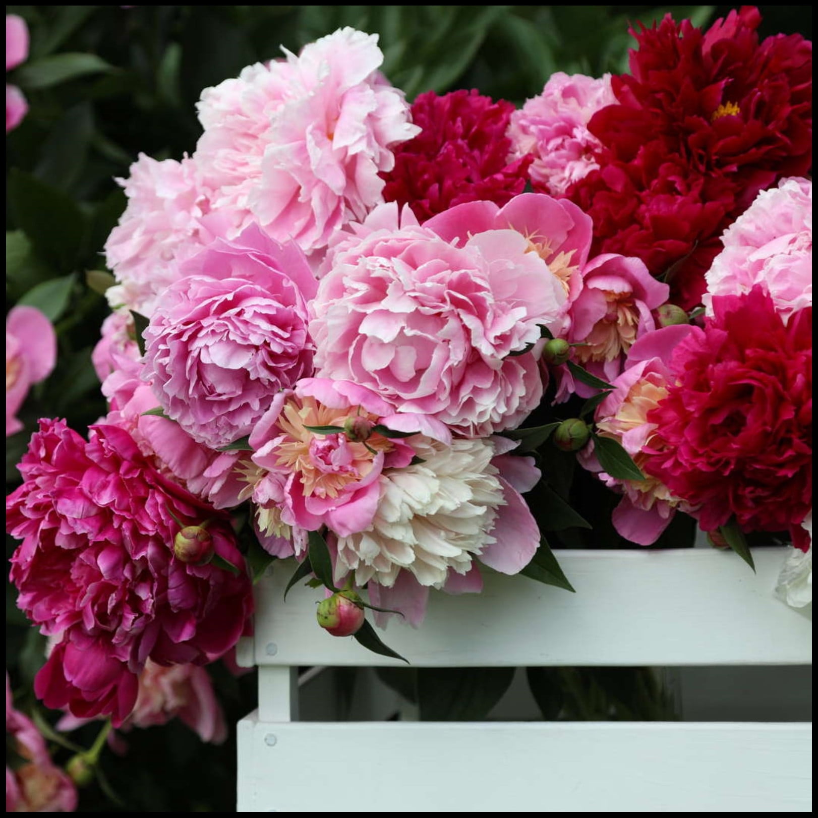 Peony Bulbs For Planting,Iridescent,Peony Plants For Garden Ready To