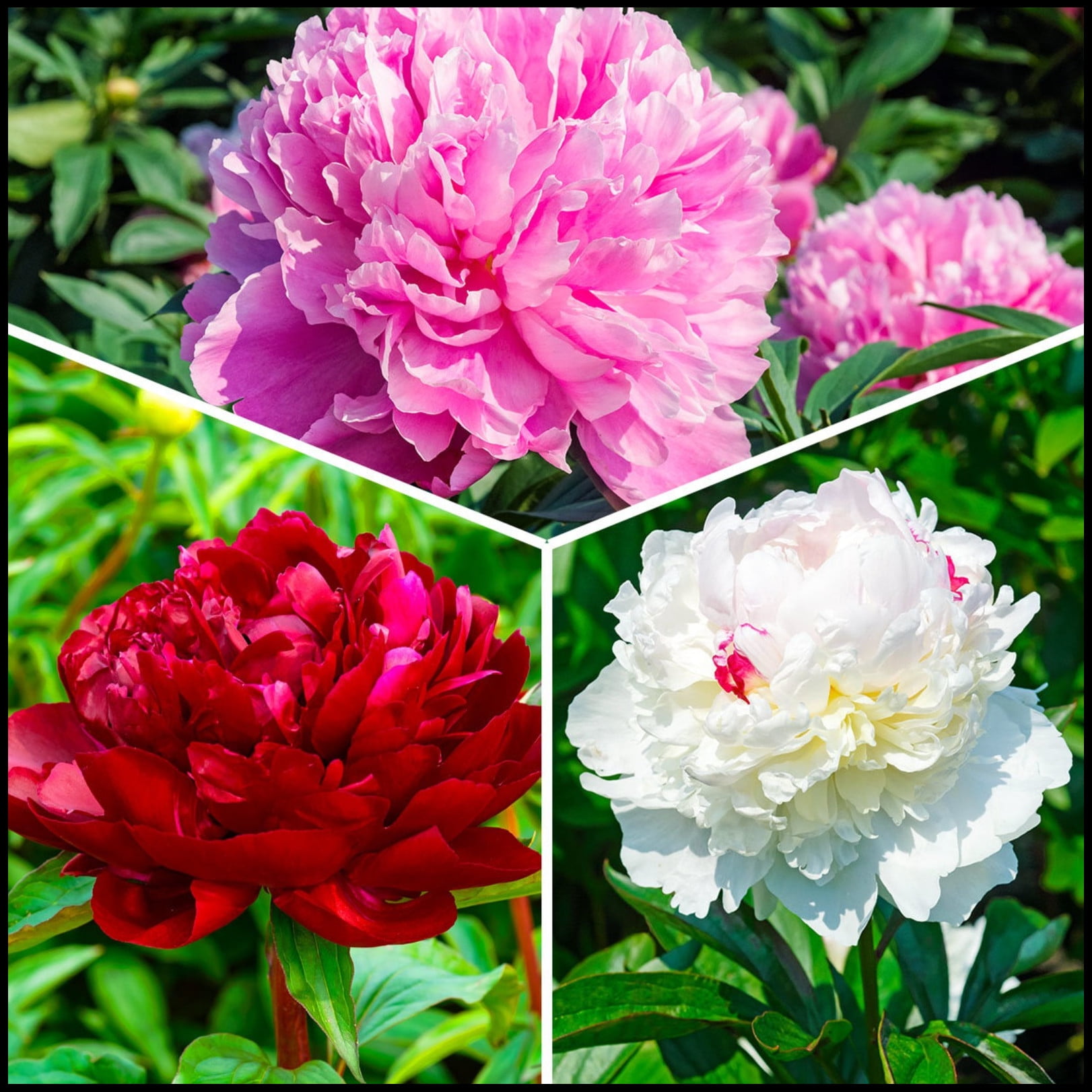 Peony Bulbs For Planting,Iridescent,Peony Plants For Garden Ready To