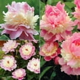Peony Bulbs For Planting NowPeony Bulb FlowerPerennial Double Flowers