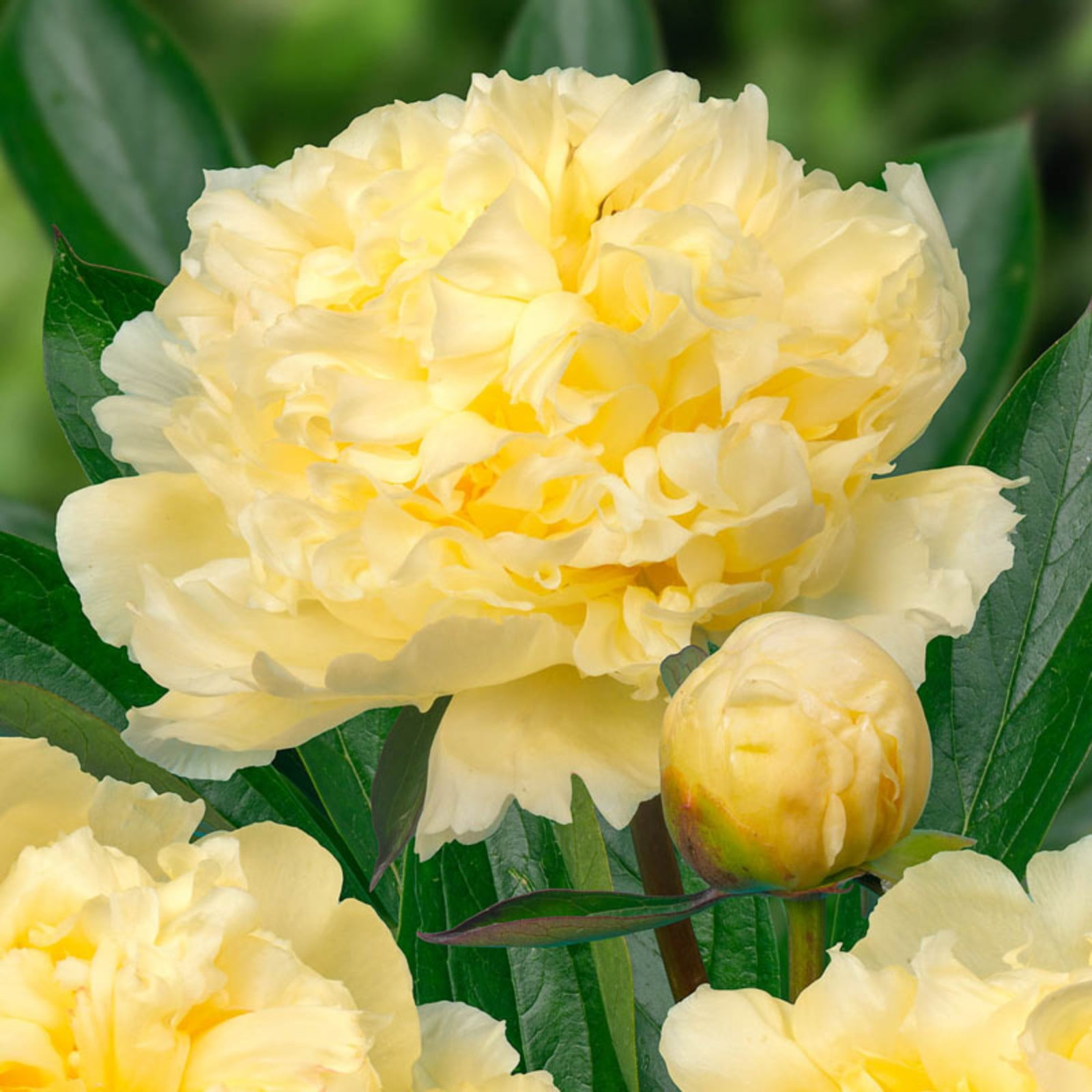 Peony Bulbs For Planting NowPeony Bulb FlowerPerennial Double Flowers